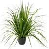 Allium Hierba Ornamental Verde