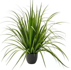 Allium Hierba Ornamental Verde