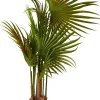 Areca Palmera Verde