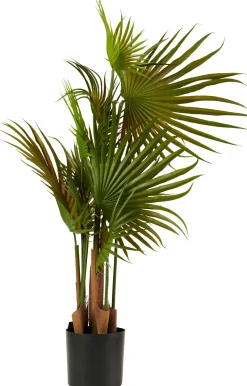 Areca Palmera Verde