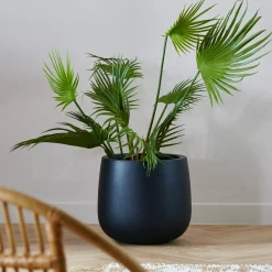 Areca Palmera Verde