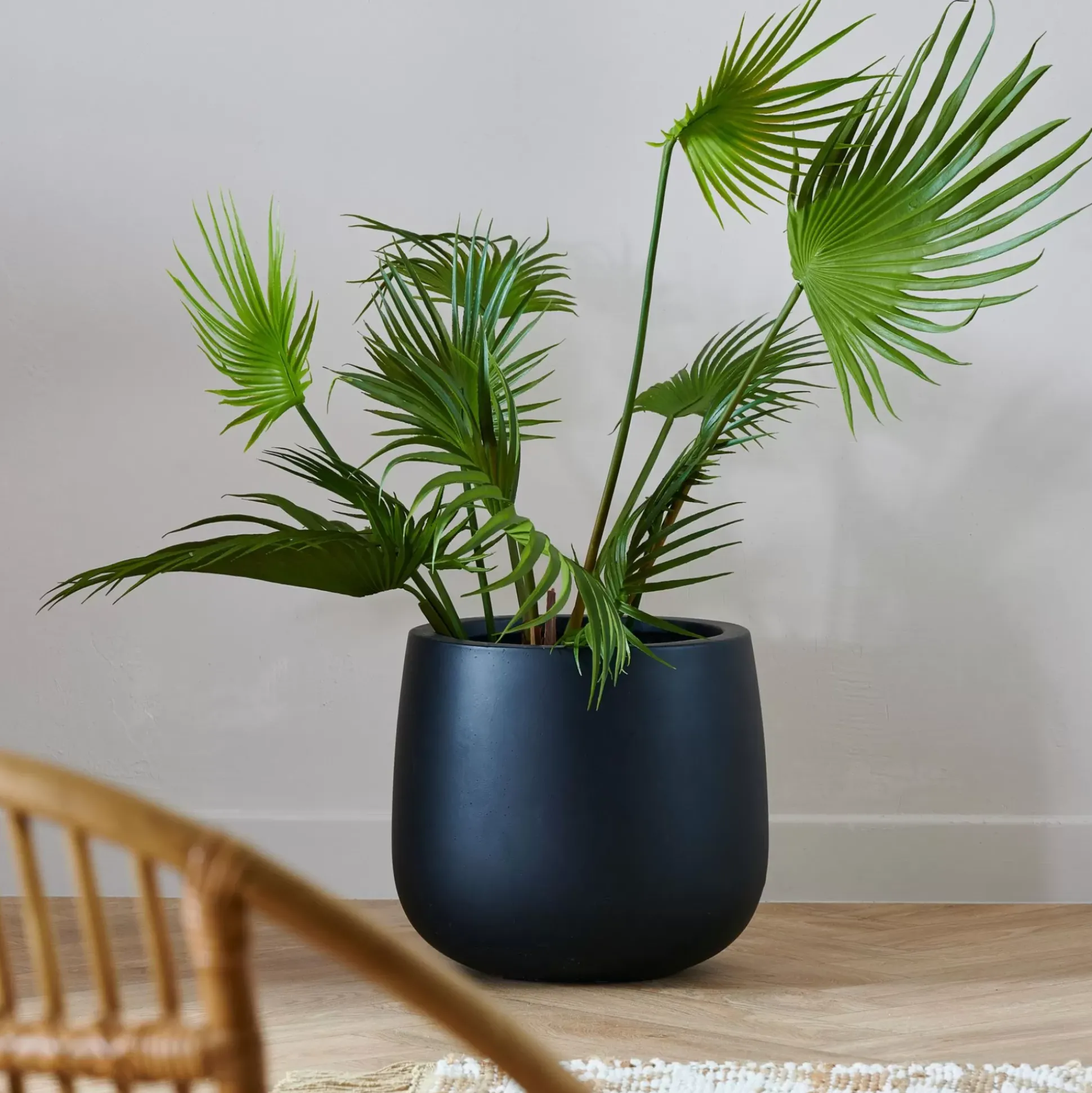 Areca Palmera Verde