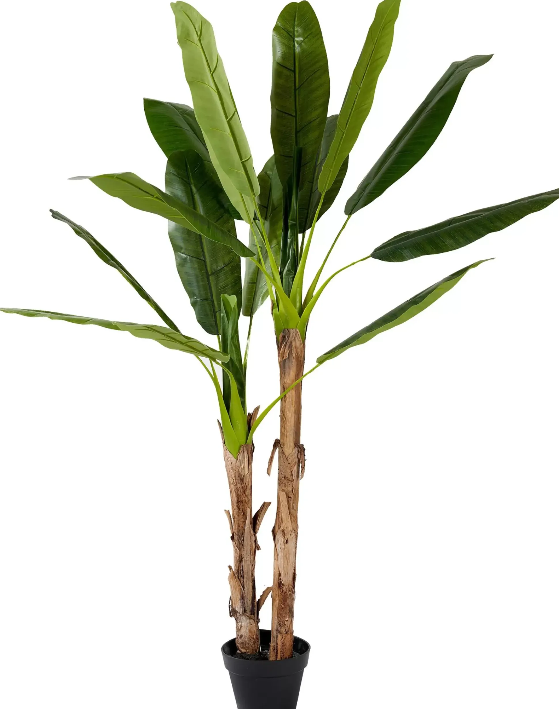 Banana Platanera Verde