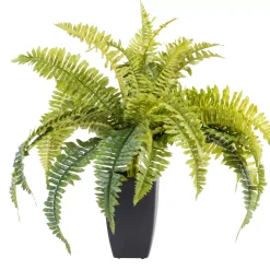 Boston Planta Helecho Verde