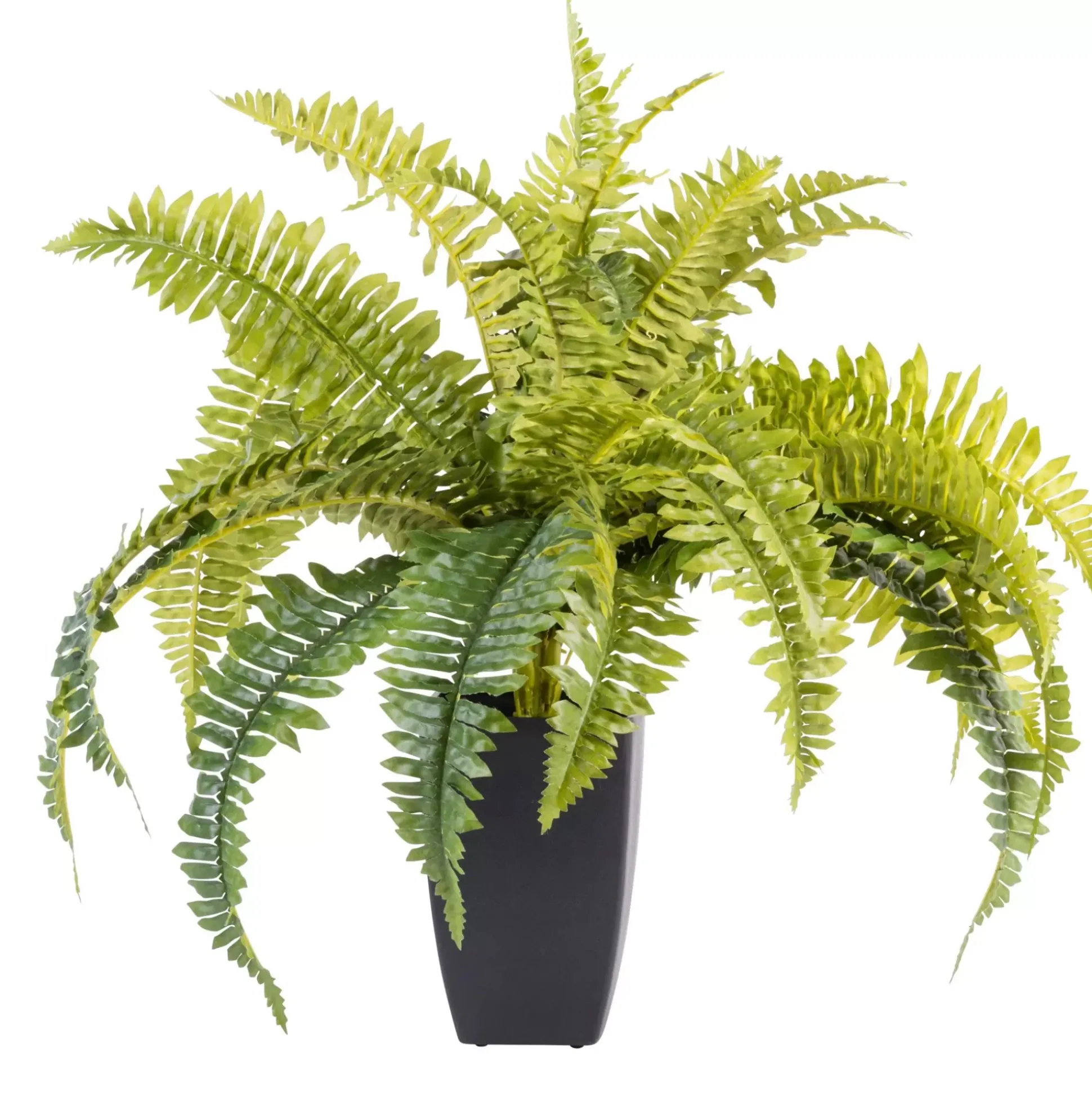 Boston Planta Helecho Verde
