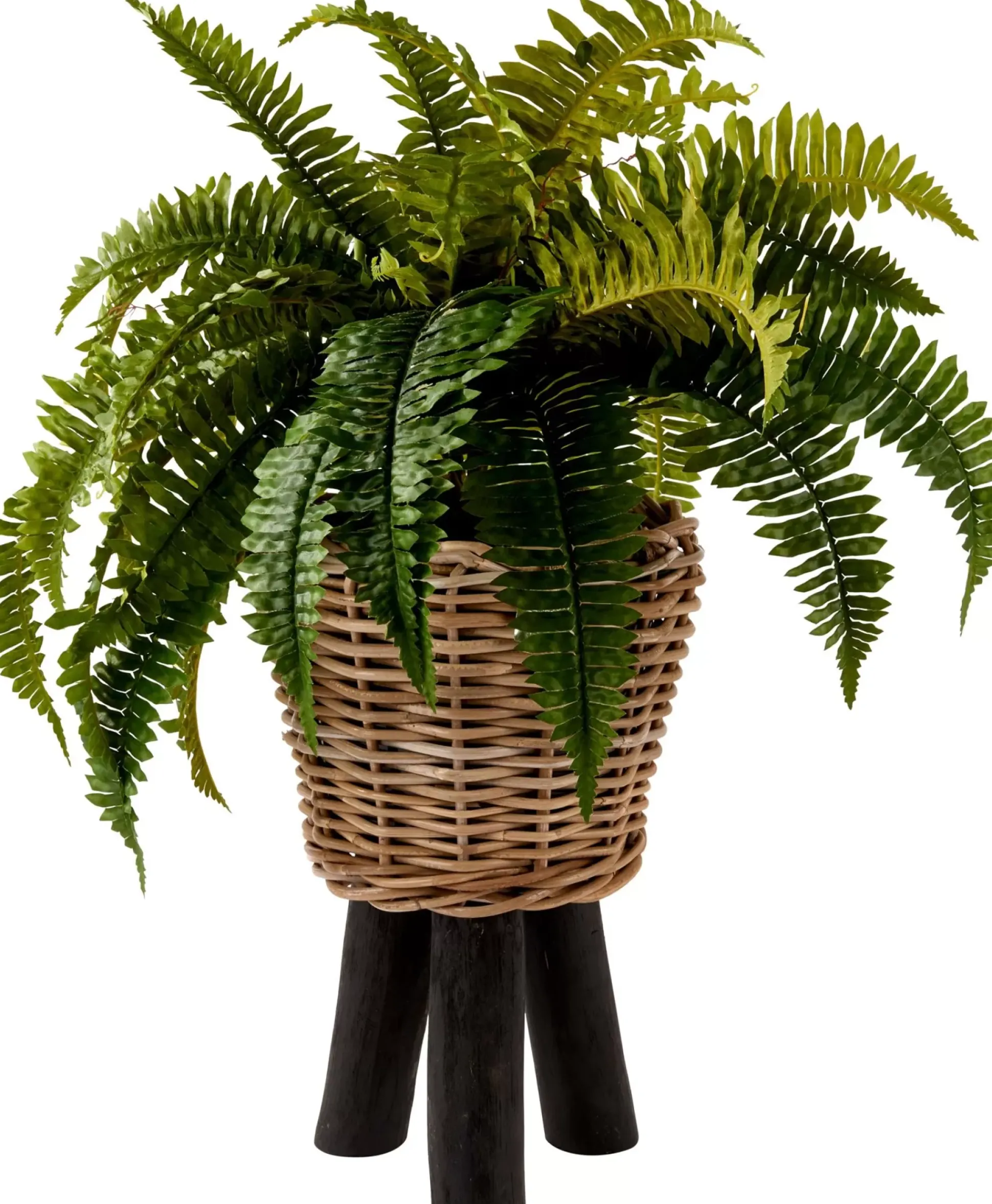 Boston Planta Helecho Verde