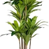 Brazi Planta Verde