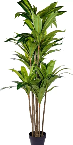 Brazi Planta Verde