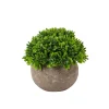 Buxus Planta Varios Colores