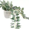 Calathea Planta Colgante Gris, Verde, Morado