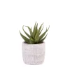 Cement Planta Artificial Gris