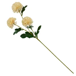 Chrysanthemum Beis