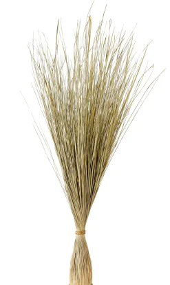 Cogon Haz De Hierba Natural