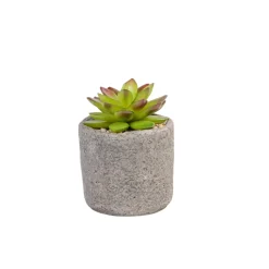 Granit Planta Crasa En Maceta Verde