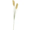 Grass Cana Con Pluma Verde