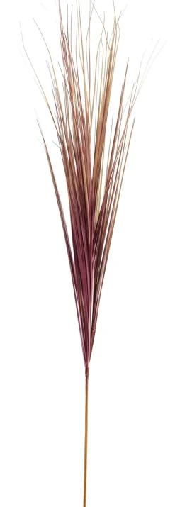 Grass Haz De Hierba Rojo