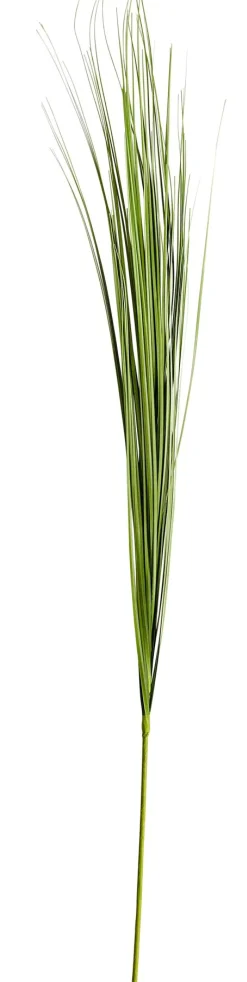 Grass Haz De Hierba Verde