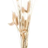 Lagurus Cola De Liebre Natural