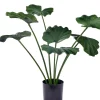 Lotus Planta Verde