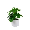 Monstera Planta Varios Colores