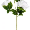 Peony Rosa Peonia Blanco