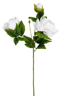 Peony Rosa Peonia Blanco