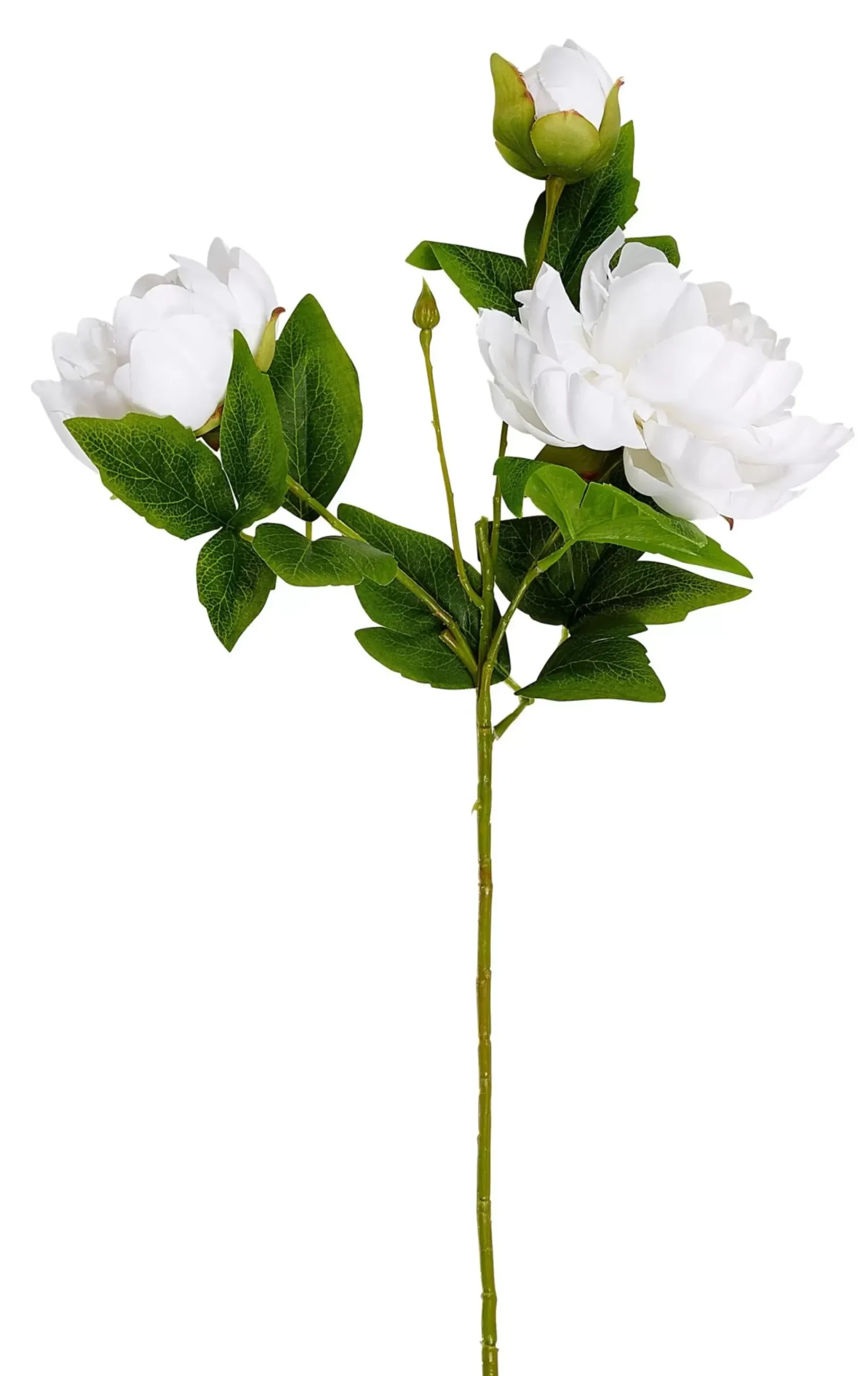 Peony Rosa Peonia Blanco
