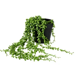Senecio Planta De Guisantes Verde
