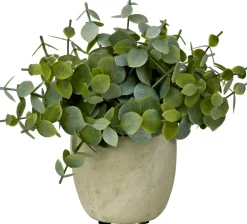 Terra Planta En Maceta Blanco, Verde