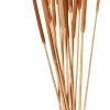 Typha Canas Juego De 15 Natural
