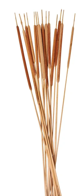 Typha Canas Juego De 15 Natural