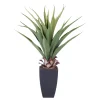 Vera Planta Aloe Vera Verde