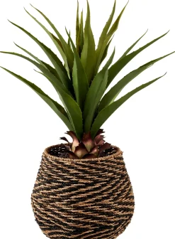 Vera Planta Aloe Vera Verde