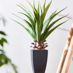 Vera Planta Aloe Vera Verde